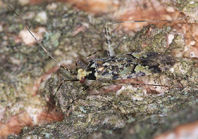 Phytocoris tiliae