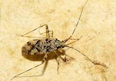Phytocoris tiliae