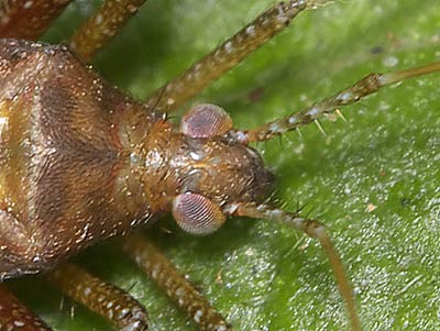 Phytocoris ulmi