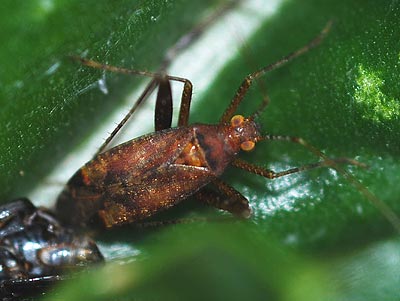 Phytocoris ulmi