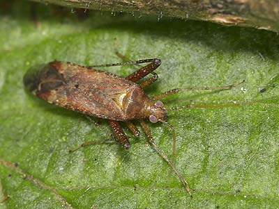 Phytocoris ulmi