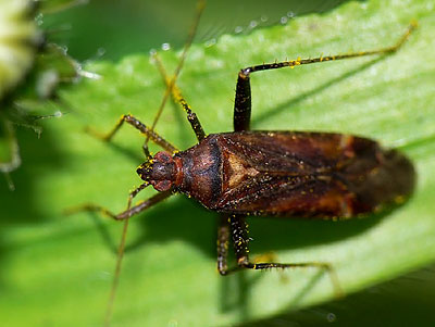 Phytocoris ulmi