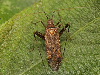 Phytocoris ulmi