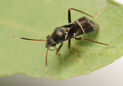 Pilophorus perplexus