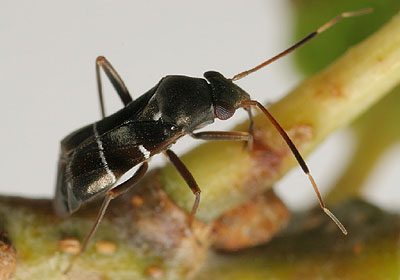 Pilophorus perplexus