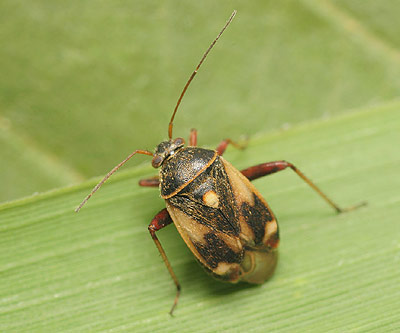Polymerus unifasciatus