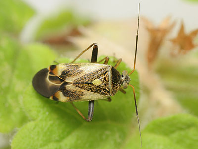 Polymerus unifasciatus