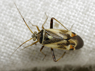 Polymerus unifasciatus