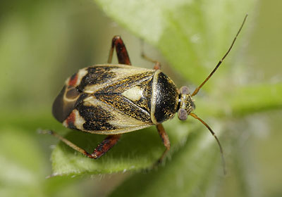Polymerus unifasciatus