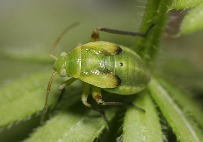 Polymerus unifasciatus nymph