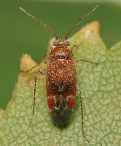 Psallus falleni