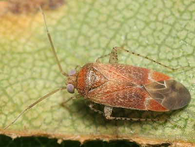 Psallus falleni