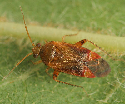 Psallus flavellus
