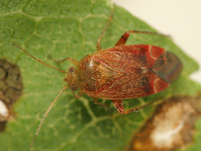 Psallus flavellus
