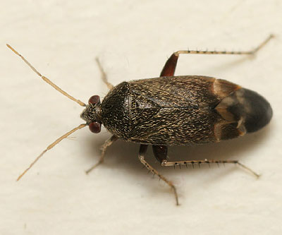 Psallus perrisi