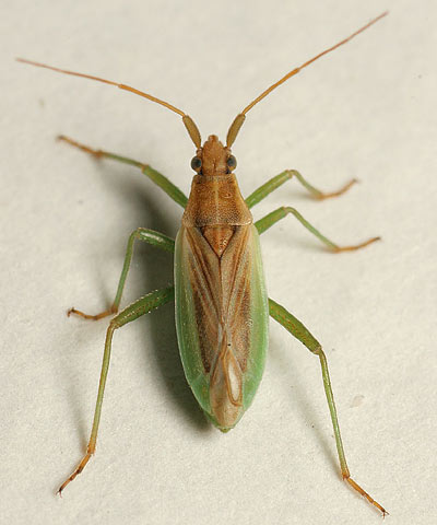 Stenodema holsata