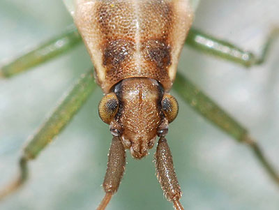 Stenodema holsata
