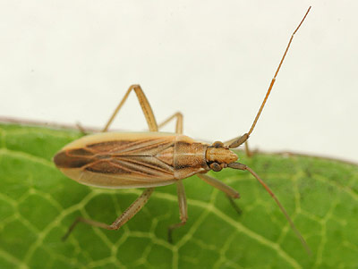 Stenodema holsata