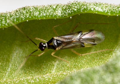 Tupiocoris rhododendri
