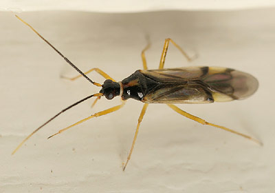 Tupiocoris rhododendri