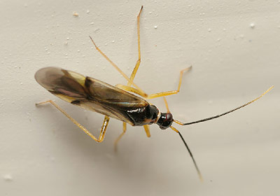 Tupiocoris rhododendri