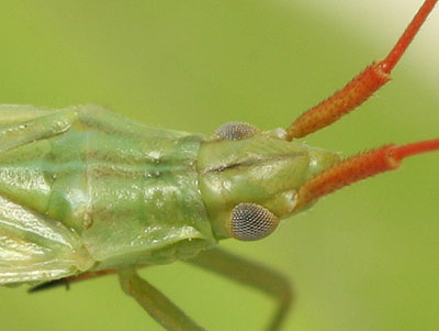 Trigonotylus ruficornis