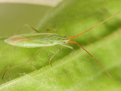 Trigonotylus ruficornis