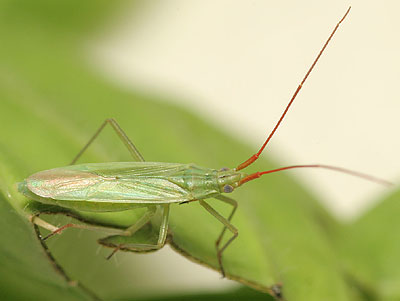 Trigonotylus caelestialum nymph