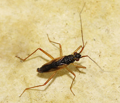 Teratocoris antennatus