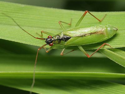 Teratocoris antennatus
