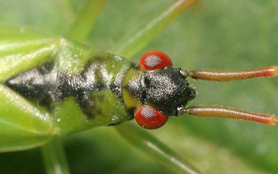 Teratocoris antennatus