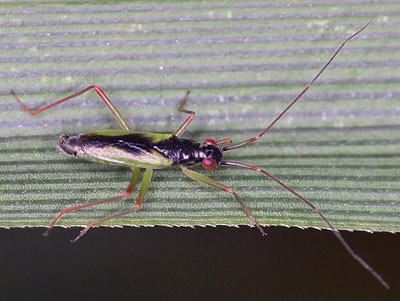 Teratocoris antennatus