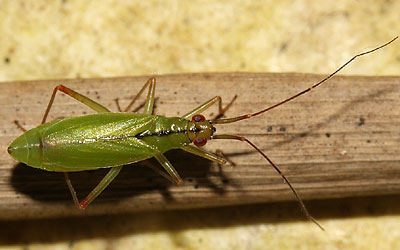 Teratocoris antennatus