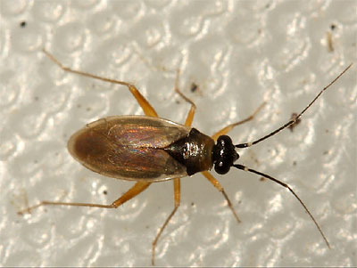 Tytthus pygmaeus
