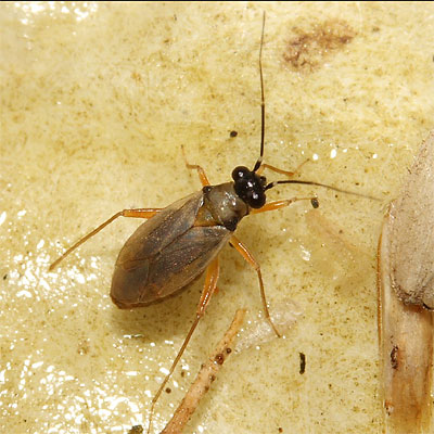 Tytthus pygmaeus