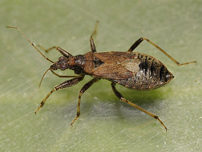 Himacerus mirmicoides