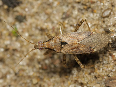 Himacerus mirmicoides