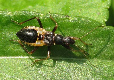 Himacerus mirmicoides nymph