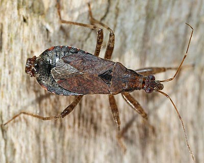 Himacerus mirmicoides