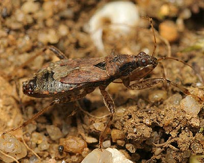 Himacerus mirmicoides