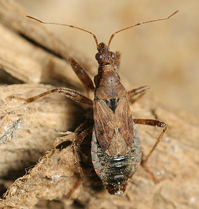 Himacerus mirmicoides