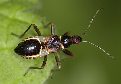 Himacerus mirmicoides nymph
