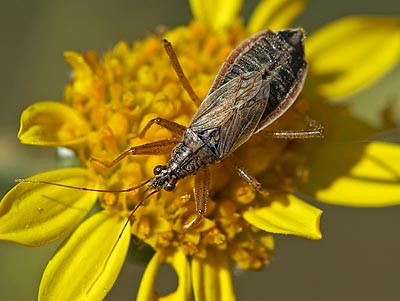 Nabis flavomarginatus