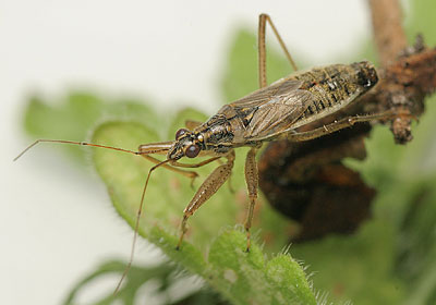 Nabis flavomarginatus