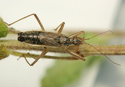 Nabis flavomarginatus