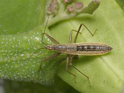 Nabis lineatus Reed Damsel Bug
