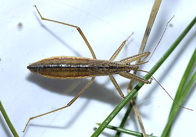 Nabis lineatus Reed Damsel Bug