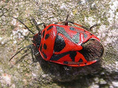 Eurydema ornatum