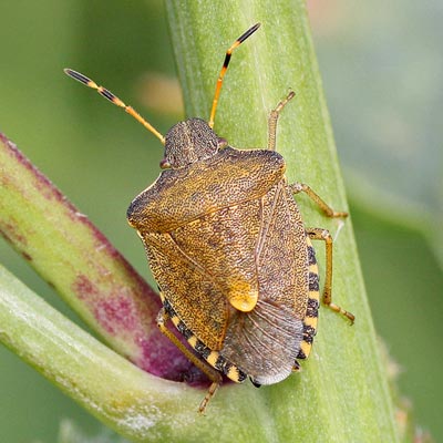 Peribalus strictus