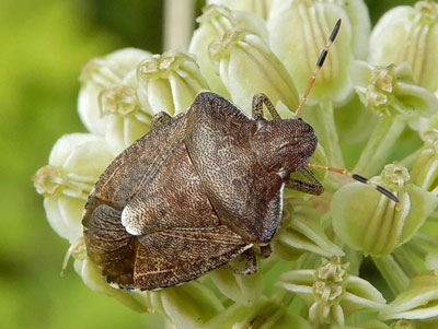 Peribalus strictus